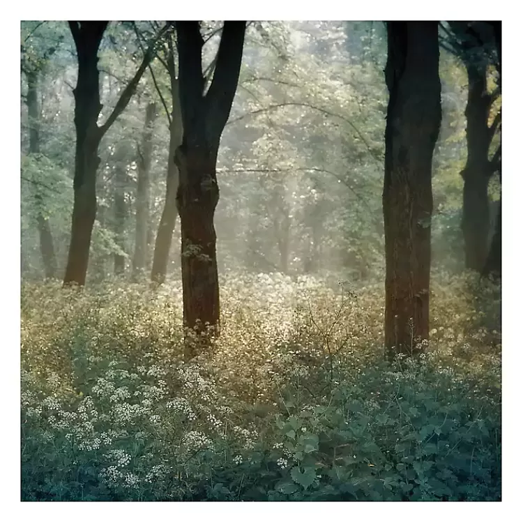 Morning in the Forest Giclee Canvas Art Print>Kirklands Home New