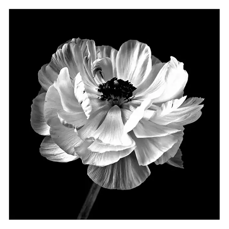 Noir Ranunculus Floral Giclee Canvas Art Print>Kirklands Home Discount