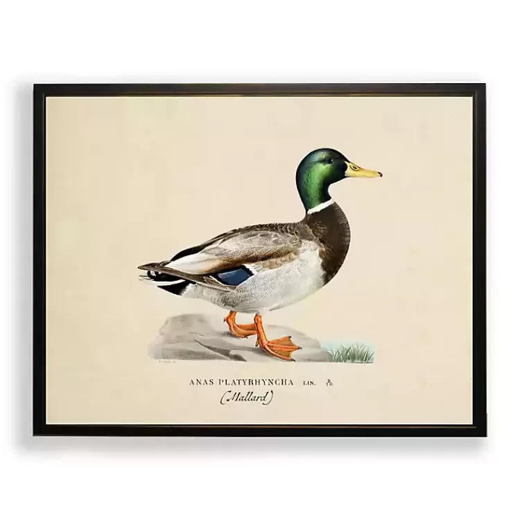 Vintage Male Mallard Duck Framed Art Print>Kirklands Home Flash Sale