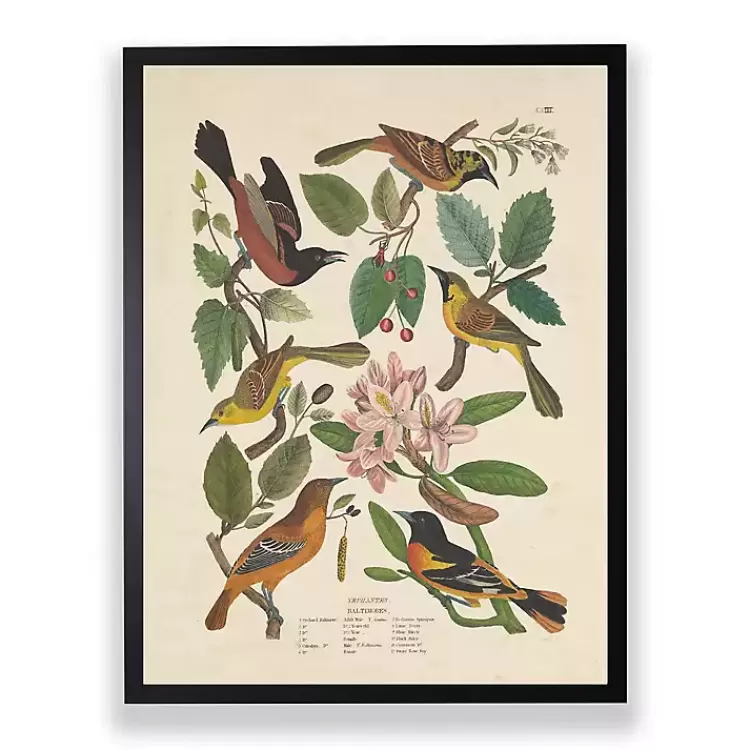 Vintage Oriole Birds Framed Art Print>Kirklands Home Store