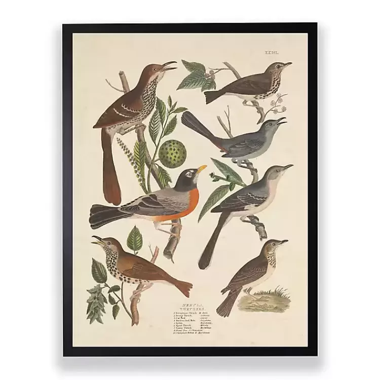 Vintage Thrush Birds Framed Art Print>Kirklands Home Best Sale
